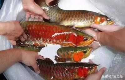 紅龍魚的介紹和特點