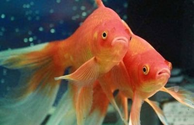元寶鳳凰魚壽命一般幾天恢復(fù)：元寶鳳凰魚壽命一般幾天恢復(fù)詳情