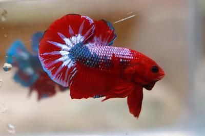 元寶鳳凰魚壽命一般幾天恢復(fù)：元寶鳳凰魚壽命一般幾天恢復(fù)詳情