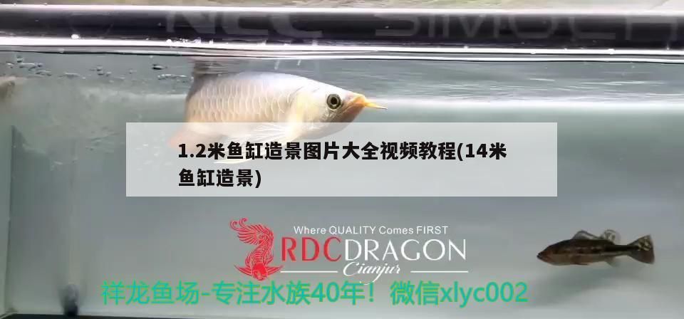 1.2米魚缸造景圖片大全視頻教程(14米魚缸造景)