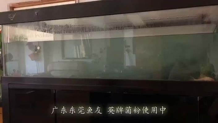 東莞龍魚vs東莞水族批發市場vs東莞水族館vs東莞魚缸批發市場vs祥龍魚場:東莞水族批發市場 祥龍魚場各市分站 第5張 東莞龍魚vs東莞水族批發市場vs東莞水族館vs東莞魚缸批發市場vs祥龍魚場:東莞水族批發市場 東莞龍魚vs東莞水族批發市場vs東莞水族館vs東莞魚缸批發市場vs祥龍魚場:東莞水族批發市場 祥龍魚場各市分站 第5張