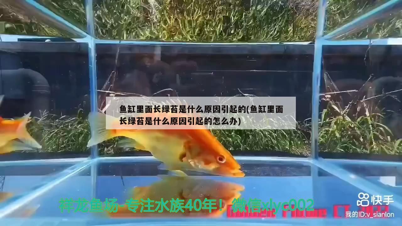 鹽城賣魚缸的地方嗎（鹽城魚缸店）