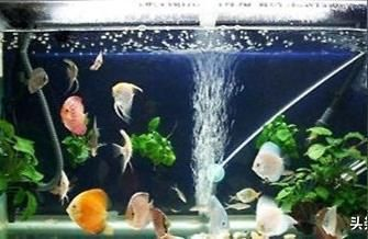 魚缸水泵10大品牌，魚缸水泵品牌性價比排行