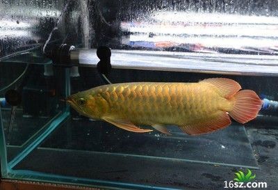 紅龍魚為什么張嘴呼吸：紅龍魚為什么總是張嘴呼吸