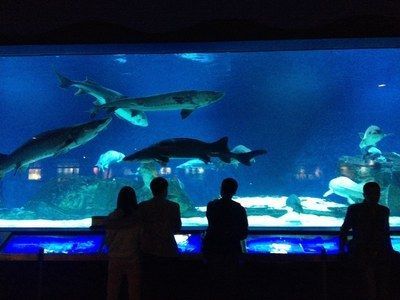 水族館 知乎：全球第一座水族館于北京海洋魚類及生物達千余種、數(shù)萬尾