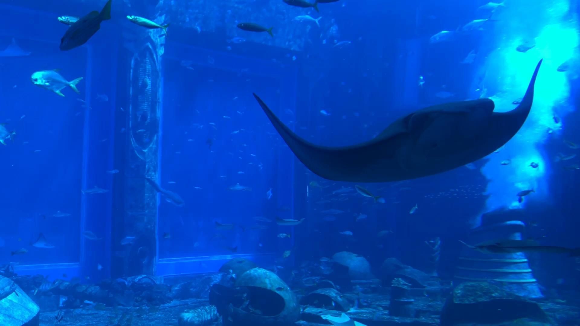 水族館 知乎：全球第一座水族館于北京海洋魚類及生物達千余種、數(shù)萬尾