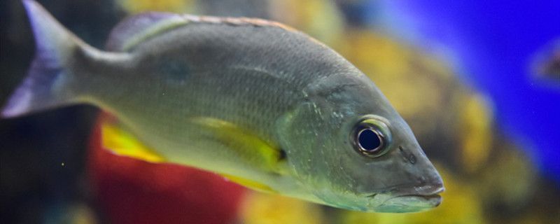 畢節(jié)龍魚(yú)vs畢節(jié)水族批發(fā)市場(chǎng)vs畢節(jié)水族館vs畢節(jié)魚(yú)缸批發(fā)市場(chǎng)vs祥龍魚(yú)場(chǎng)：畢節(jié)地區(qū)水族行業(yè)的幾個(gè)主要市場(chǎng)