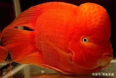 龍魚和紅鸚鵡能一起養嗎：龍魚和紅鸚鵡可以一起養嗎