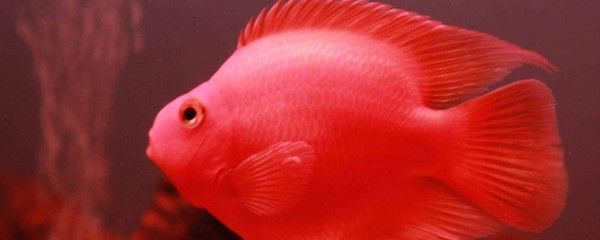 龍魚和紅鸚鵡能一起養嗎：龍魚和紅鸚鵡可以一起養嗎