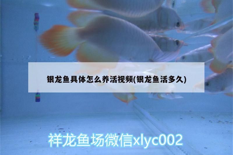 銀龍魚具體怎么養(yǎng)活視頻(銀龍魚活多久)