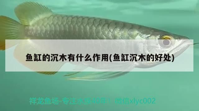 魚(yú)缸的沉木有什么作用(魚(yú)缸沉木的好處)