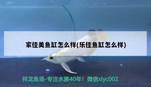 昆明龍魚vs昆明水族批發市場vs昆明水族館vs昆明魚缸批發市場vs祥龍魚場:昆明地區的水族市場 祥龍魚場各市分站 第5張 昆明龍魚vs昆明水族批發市場vs昆明水族館vs昆明魚缸批發市場vs祥龍魚場:昆明地區的水族市場 昆明龍魚vs昆明水族批發市場vs昆明水族館vs昆明魚缸批發市場vs祥龍魚場:昆明地區的水族市場 祥龍魚場各市分站 第5張