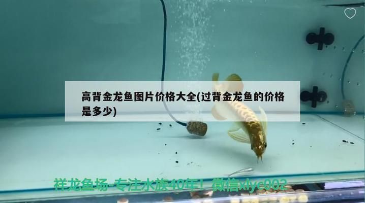 過背金龍魚多少錢一只圖片 過背金龍魚多少錢一只圖片 金龍魚百科 第2張