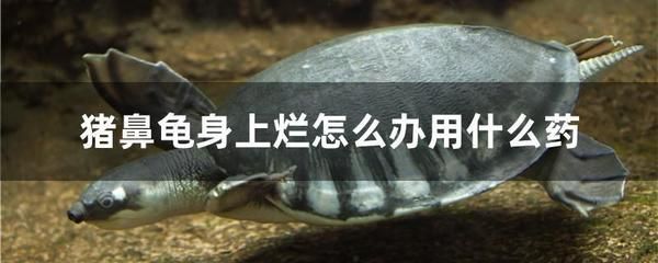 豬鼻龜身上白色腐爛用紅霉素嗎能治好嗎：豬鼻龜白色腐爛怎么辦