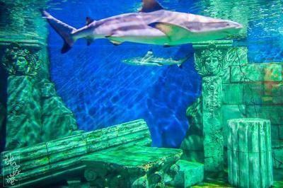 水族館生物過濾系統(tǒng)的最新進展 水族館生物過濾系統(tǒng)的最新進展 水族館百科（水族館加盟） 第4張