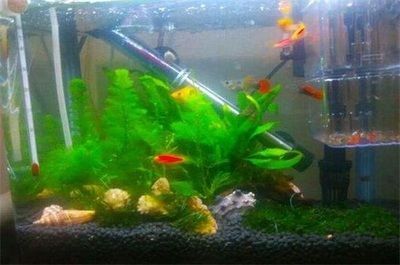 水族館生物過濾系統(tǒng)的最新進展 水族館生物過濾系統(tǒng)的最新進展 水族館百科（水族館加盟） 第6張