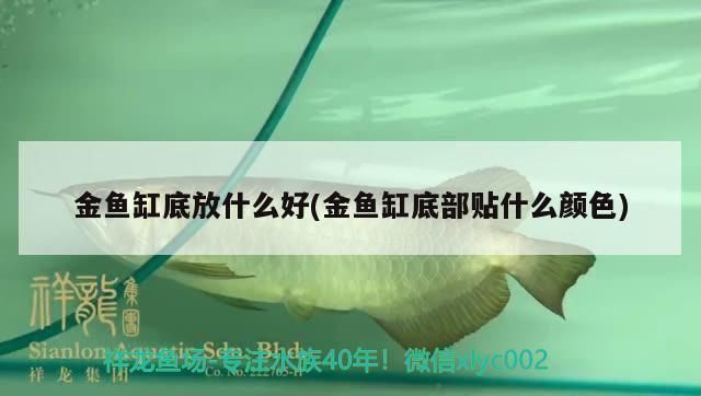 龍魚缸底用什么顏色vs祥龍魚場：龍魚缸底顏色選擇技巧