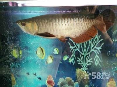 50公分長(zhǎng)金龍魚(yú)多少錢(qián) 龍魚(yú)百科 第3張 50公分長(zhǎng)金龍魚(yú)多少錢(qián) 50公分長(zhǎng)金龍魚(yú)多少錢(qián) 龍魚(yú)百科 第3張