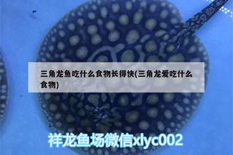 三角龍魚(yú)吃什么食物長(zhǎng)得快(三角龍愛(ài)吃什么食物) 三角龍魚(yú)吃什么食物長(zhǎng)得快(三角龍愛(ài)吃什么食物) 觀賞魚(yú)百科