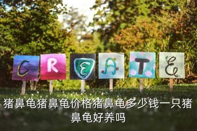 豬鼻龜15厘米價格圖片：豬鼻龜15厘米的豬鼻龜價格和豬鼻龜價格和豬鼻龜價格 豬鼻龜15厘米價格圖片：豬鼻龜15厘米的豬鼻龜價格和豬鼻龜價格和豬鼻龜價格 豬鼻龜百科 第2張