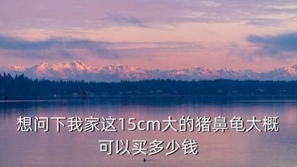 豬鼻龜15厘米價格圖片：豬鼻龜15厘米的豬鼻龜價格和豬鼻龜價格和豬鼻龜價格 豬鼻龜15厘米價格圖片：豬鼻龜15厘米的豬鼻龜價格和豬鼻龜價格和豬鼻龜價格 豬鼻龜百科 第3張