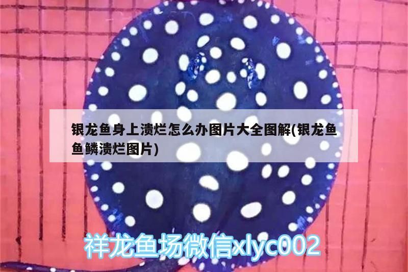 銀龍魚身上潰爛怎么辦圖片大全圖解(銀龍魚魚鱗潰爛圖片)