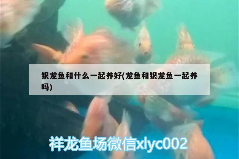 銀龍魚和什么一起養好(龍魚和銀龍魚一起養嗎)