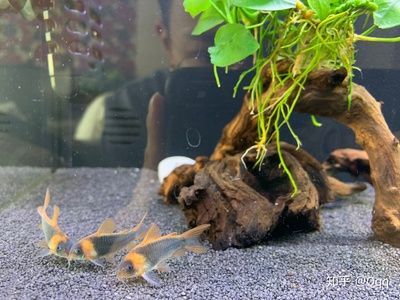 30寬的魚缸能養銀龍嗎：30厘米寬的魚缸不足以滿足銀龍魚的養殖需求，養魚需要注意哪些方面