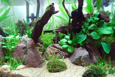 30厘米魚缸的沉木造景：30厘米魚缸沉木造景技巧三角景風格的魚缸造景技巧