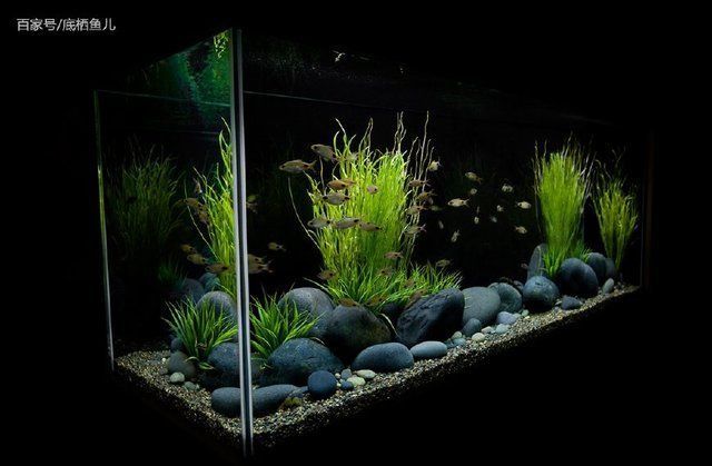 30厘米魚缸的沉木造景：30厘米魚缸沉木造景技巧三角景風格的魚缸造景技巧
