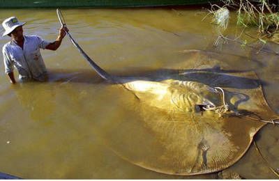魟魚會攻擊其他魚嗎：魟魚會攻擊其他魚類嗎 魟魚會攻擊其他魚嗎：魟魚會攻擊其他魚類嗎 魟魚百科 第1張