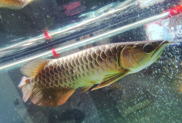龍魚打架會持續多久vs祥龍魚場:如何預防龍魚打架,龍魚打架的常見原因