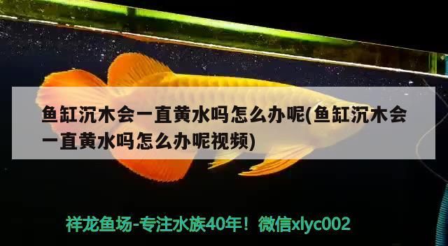魚缸沉木會(huì)一直黃水嗎怎么辦呢(魚缸沉木會(huì)一直黃水嗎怎么辦呢視頻)