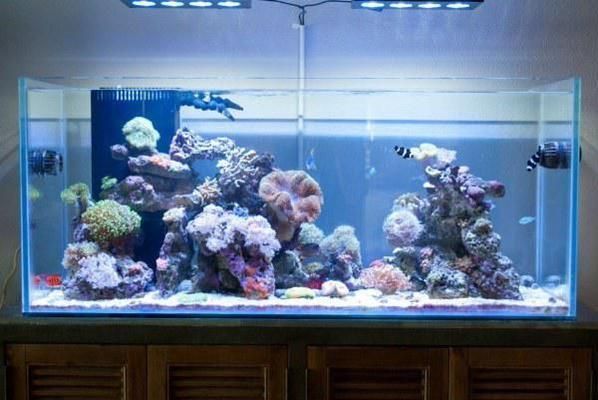 水族館加盟店有哪些品牌（亮點(diǎn)水族,海納利爾,森森水族箱,楊子水族箱,楊子水族館） 水族館加盟店有哪些品牌（亮點(diǎn)水族,海納利爾,森森水族箱,楊子水族箱,楊子水族館） 水族館百科（水族館加盟） 第4張