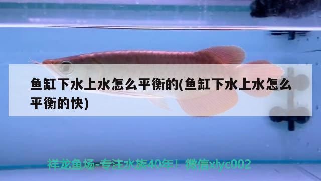 過背銀龍魚多少錢一條圖片欣賞(過背金龍魚多少錢一條?) 過背銀龍魚多少錢一條圖片欣賞(過背金龍魚多少錢一條?) 金龍魚百科 第2張