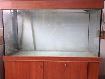 600的魚缸：600的魚缸可以養多少魚？