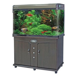 600的魚缸：600的魚缸可以養多少魚？