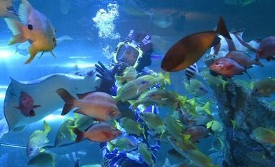 水族館動態(tài)壁紙 喂魚（3d水族館動態(tài)壁紙制作教程） 水族館動態(tài)壁紙 喂魚（3d水族館動態(tài)壁紙制作教程） 水族館百科（水族館加盟） 第2張