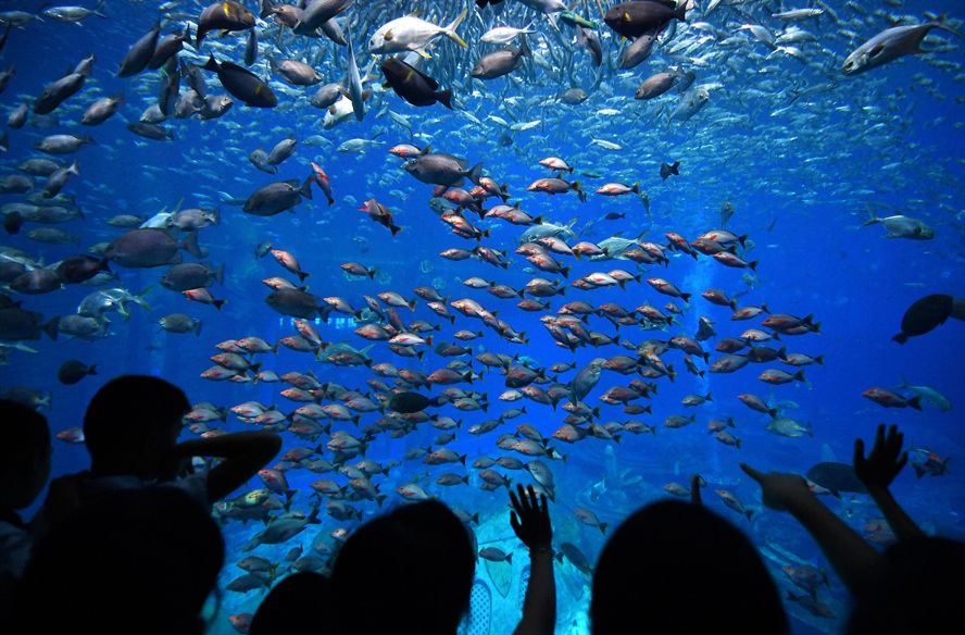 水族館動態(tài)壁紙 喂魚（3d水族館動態(tài)壁紙制作教程） 水族館動態(tài)壁紙 喂魚（3d水族館動態(tài)壁紙制作教程） 水族館百科（水族館加盟） 第3張