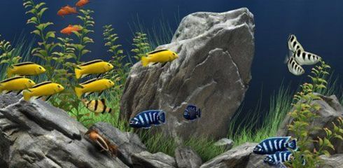 水族館動態(tài)壁紙 喂魚（3d水族館動態(tài)壁紙制作教程） 水族館動態(tài)壁紙 喂魚（3d水族館動態(tài)壁紙制作教程） 水族館百科（水族館加盟） 第5張
