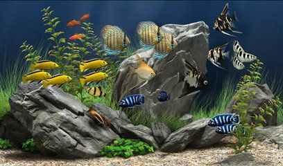 水族館動態(tài)壁紙 喂魚（3d水族館動態(tài)壁紙制作教程） 水族館動態(tài)壁紙 喂魚（3d水族館動態(tài)壁紙制作教程） 水族館百科（水族館加盟） 第4張