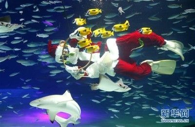 水族館動態(tài)壁紙 喂魚（3d水族館動態(tài)壁紙制作教程） 水族館動態(tài)壁紙 喂魚（3d水族館動態(tài)壁紙制作教程） 水族館百科（水族館加盟） 第6張