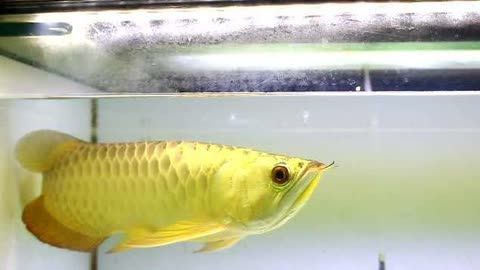 皇冠黑白魟魚白點(diǎn)發(fā)黃是什么原因