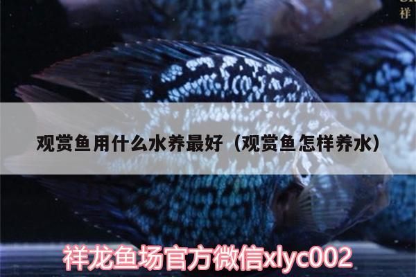 觀賞魚(yú)用什么水養(yǎng)最好（觀賞魚(yú)怎樣養(yǎng)水）