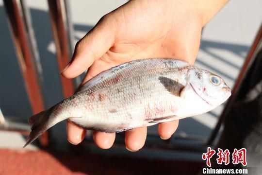 柳州龍魚vs柳州水族批發(fā)市場vs柳州水族館vs柳州魚缸批發(fā)市場vs祥龍魚場：柳州水族市場特色品種柳州水族市場特色品種柳州魚缸選購指南