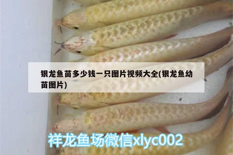 銀龍魚苗多少錢一只圖片視頻大全(銀龍魚幼苗圖片) 銀龍魚百科 第3張 銀龍魚苗多少錢一只圖片視頻大全(銀龍魚幼苗圖片) 銀龍魚苗多少錢一只圖片視頻大全(銀龍魚幼苗圖片) 銀龍魚百科 第3張