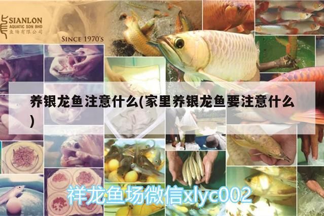 養銀龍魚注意什么(家里養銀龍魚要注意什么)