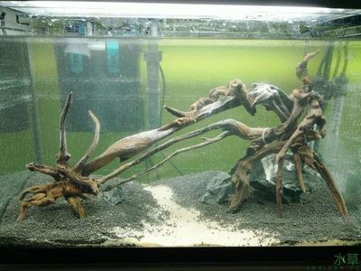 60公分魚缸造景多少錢一個平方：60公分魚缸造景多少錢一個平方魚缸造景價格取決于所使用的材料