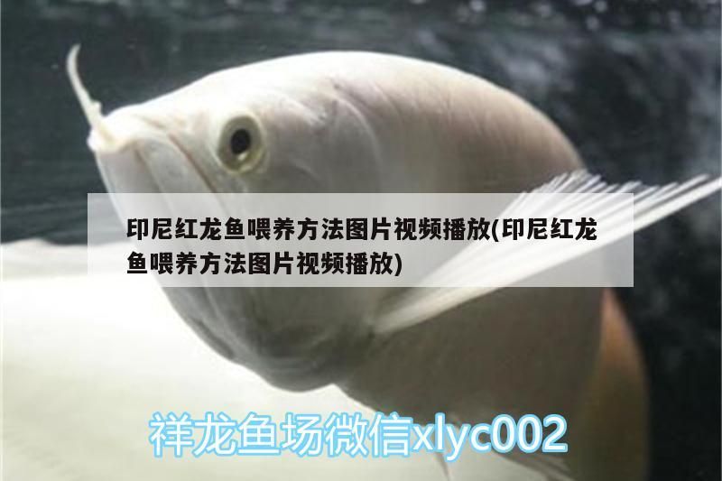 印尼紅龍魚喂養(yǎng)方法圖片視頻播放(印尼紅龍魚喂養(yǎng)方法圖片視頻播放)