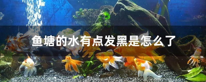 通遼龍魚vs通遼水族批發市場vs通遼水族館vs通遼魚缸批發市場vs祥龍魚場：通遼龍魚、通遼水族批發市場、祥龍魚場價格對比 通遼龍魚vs通遼水族批發市場vs通遼水族館vs通遼魚缸批發市場vs祥龍魚場：通遼龍魚、通遼水族批發市場、祥龍魚場價格對比 祥龍魚場各市分站 第5張